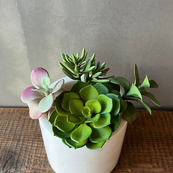 ARREGLO SUCULENTAS JADE