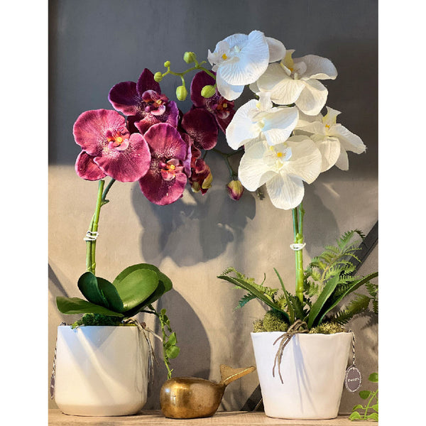 ORQUIDEA BURDEO 102 CM