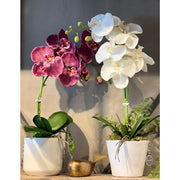 ORQUIDEA BURDEO 102 CM