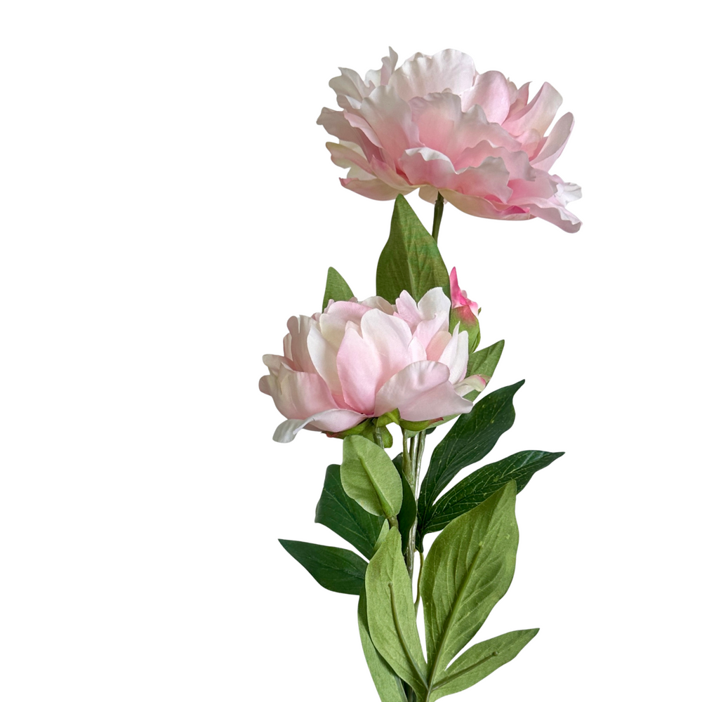 PEONÍA ROSA PÁLIDO ABIERTA  73 CM