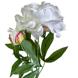 PEONÍA BLANCA ABIERTA 65 CM