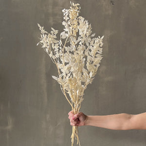 VARAS PRESERVADAS RUSCUS BLANCO