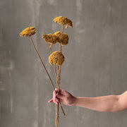 VARAS SECAS ACHILEA AMARILLA