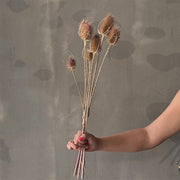 VARAS SECAS CARDO CAFÉ