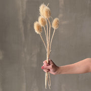 VARAS SECAS CARDO BLANCO