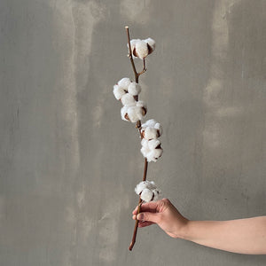 VARAS SECAS ALGODÓN