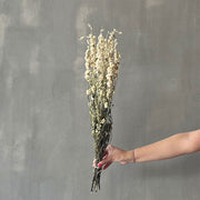 VARAS SECAS DELPHINIUM BLANCO