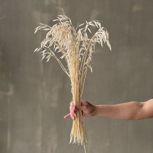 VARAS SECAS AVENA BLANCA