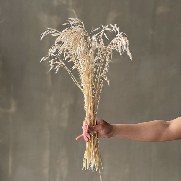 VARAS SECAS AVENA BLANCA