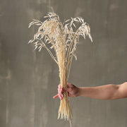 VARAS SECAS AVENA BLANCA