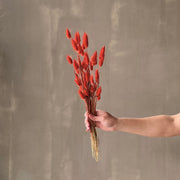 VARAS SECAS BUNNY TAIL NARANJO