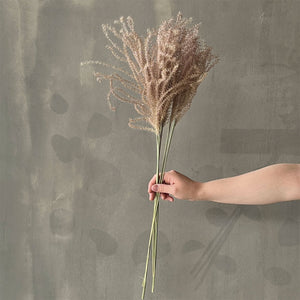 VARAS SECAS MISCANTHUS