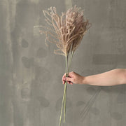 VARAS SECAS MISCANTHUS