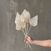 VARAS SECAS HOJA DE PALMERA BLANCA