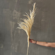 VARAS SECAS PAMPA PLUMA BLANCA