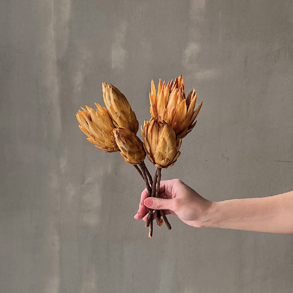 VARAS SECAS PROTEA PENDULA CREMA