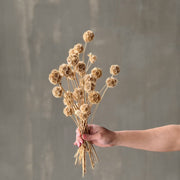 VARAS SECAS ESCABIOSA STELLATA