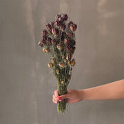 VARAS SECAS NIGELLA BURDEO