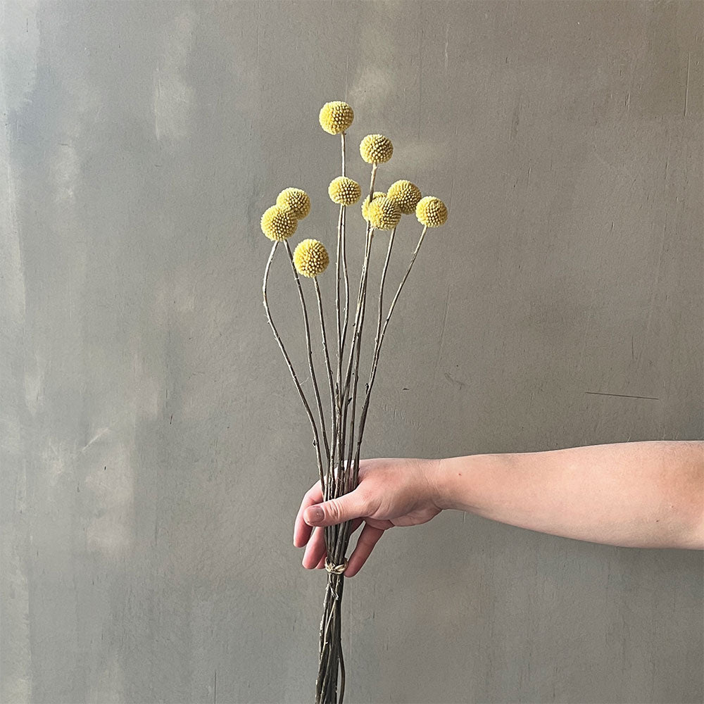 VARAS SECAS CRASPEDIAS AMARILLAS