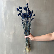 VARAS SECAS PHALARIS AZUL OSCURO