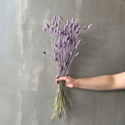 VARAS SECAS PHALARIS LILA