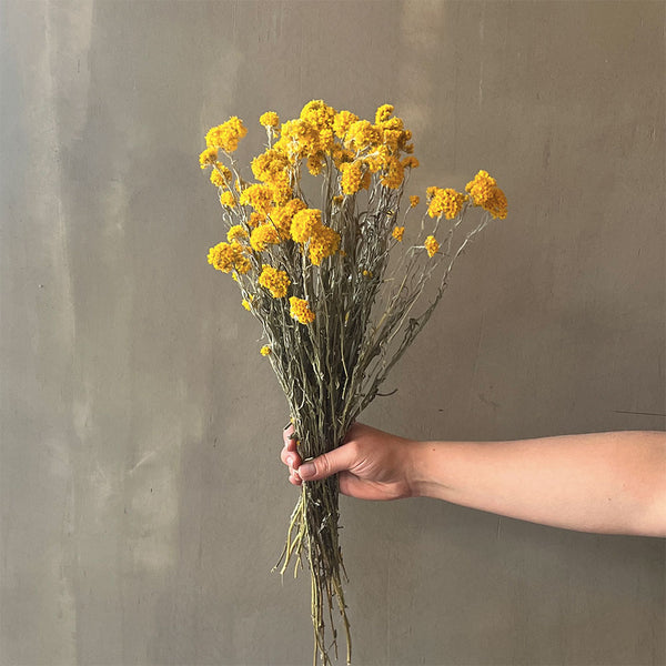 VARAS SECAS SANFORDI AMARILLO