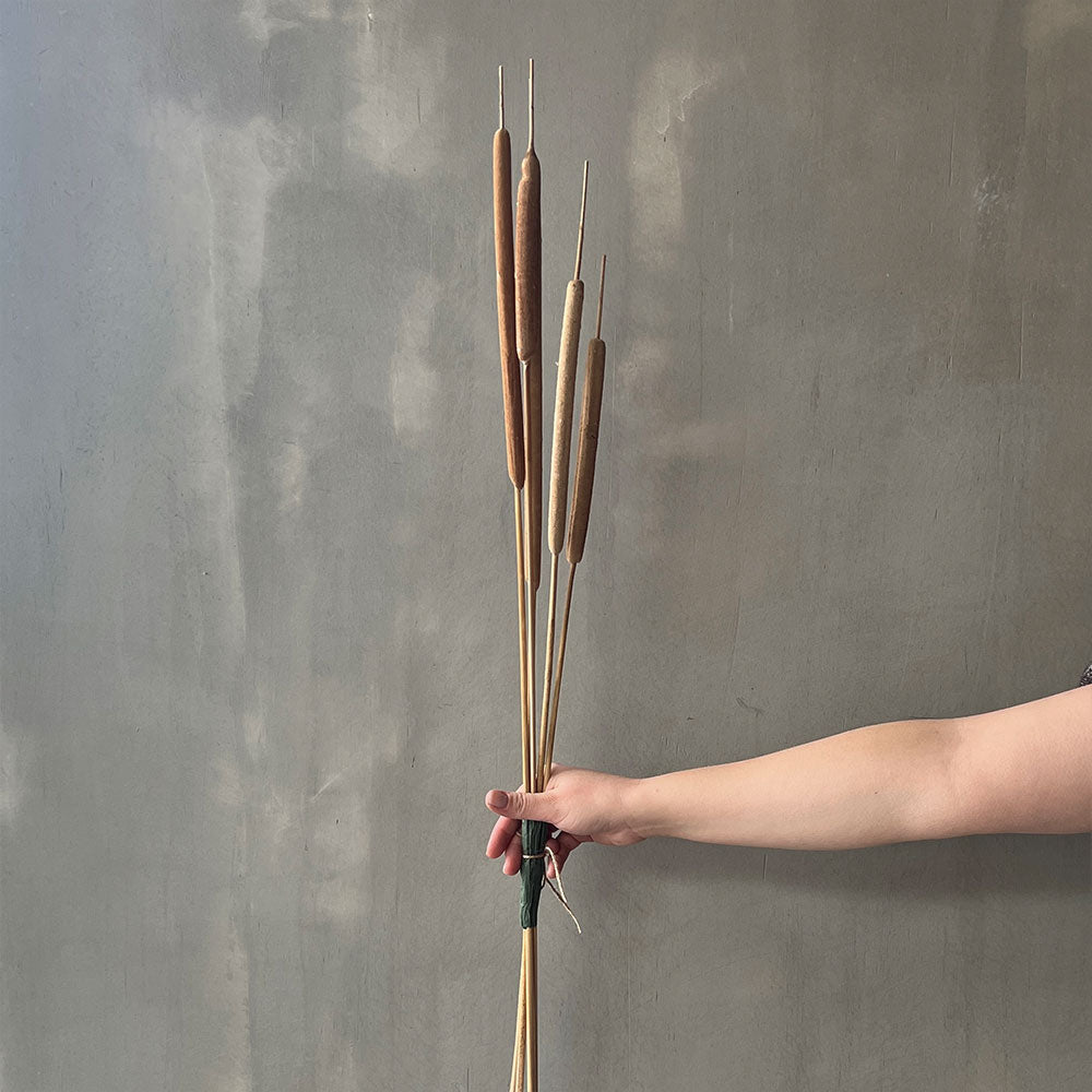 VARAS SECAS TOTORA GRANDE