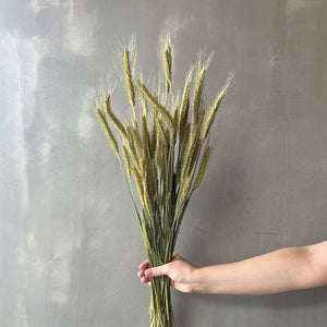 VARAS SECAS TRITICALE NATURAL