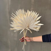 VARAS SECAS HOJA DE PALMERA BLANCA GRANDE