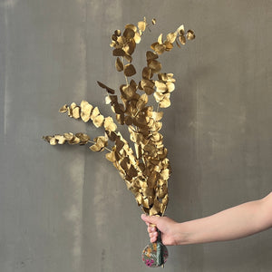 VARAS PRESERVADAS EUCALIPTO GUNNI DORADO