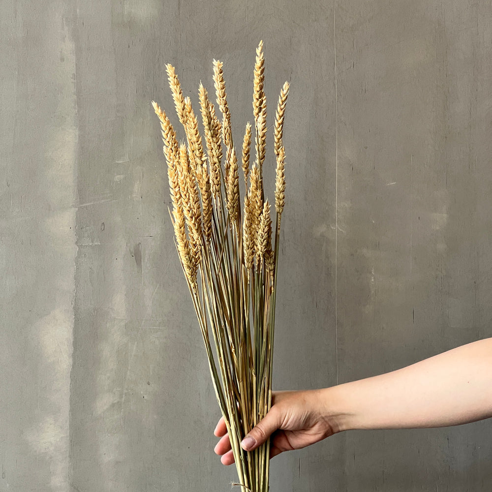 VARAS SECAS TRIGO CALIDO