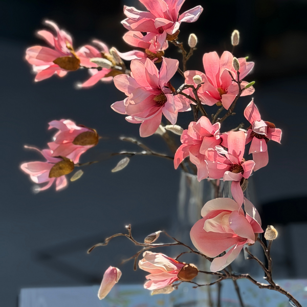 MAGNOLIA STELLATA ROSADA 60CM