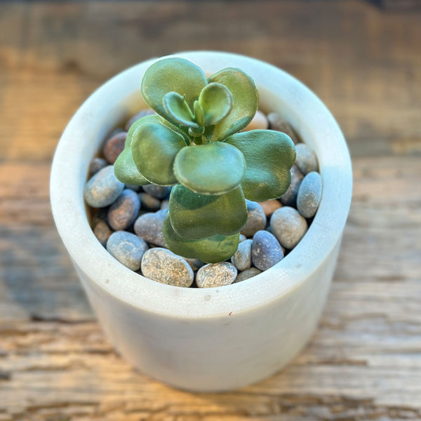 SUCULENTA JADE VERDE