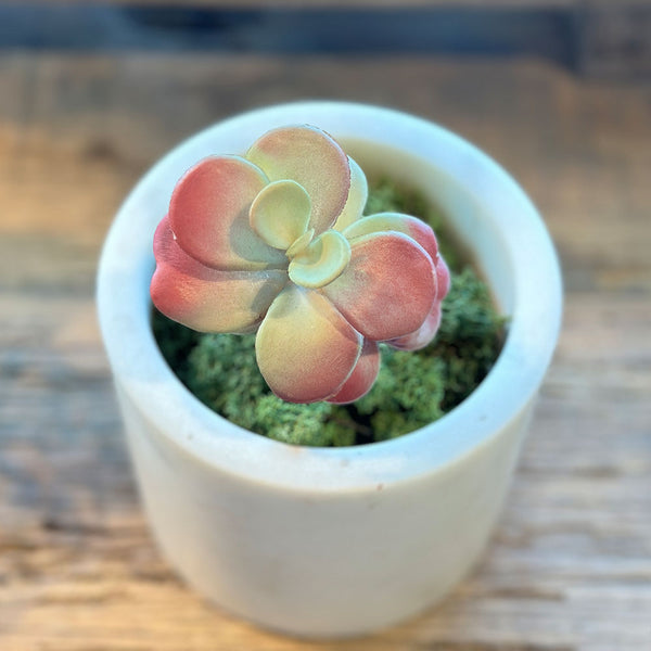 SUCULENTA JADE ROSADO