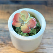 SUCULENTA JADE ROSADO