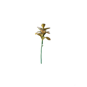 SUCULENTA JADE AMARILLO