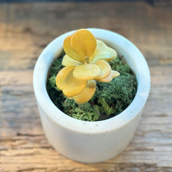 SUCULENTA JADE AMARILLO