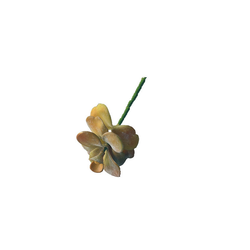 SUCULENTA JADE AMARILLO