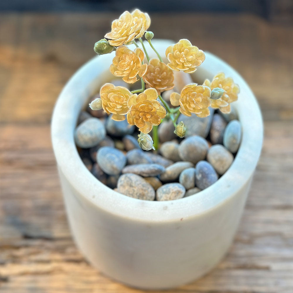 SUCULENTA AEONIUM AMARILLA