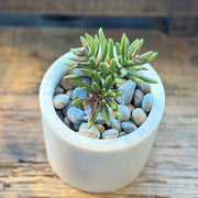 SUCULENTA SENECIO VERDE