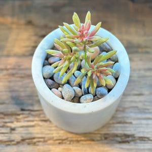 SUCULENTA SENECIO AMARILLO