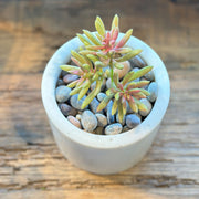 SUCULENTA SENECIO AMARILLO