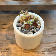 SUCULENTA AEONIUM CAFÉ