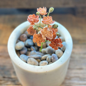 SUCULENTA AEONIUM ROJA