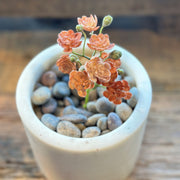 SUCULENTA AEONIUM ROJA