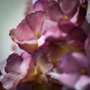 HORTENSIA ROSA OSCURO 53CM