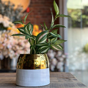 RAMA TRADESCANTIA 46CM