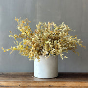 BROTE DE SOJA AMARILLO 32 CM