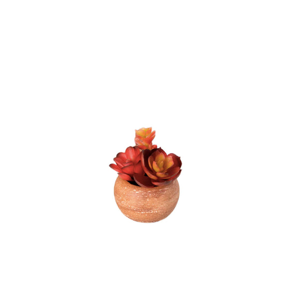 MINI POTE SUCULENTAS ECHEVERIA BURDEO