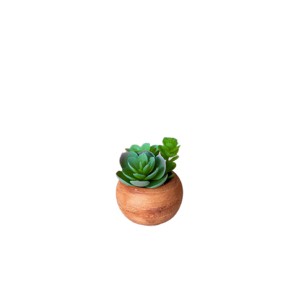 MINI POTE SUCULENTAS ECHEVERIA VERDE